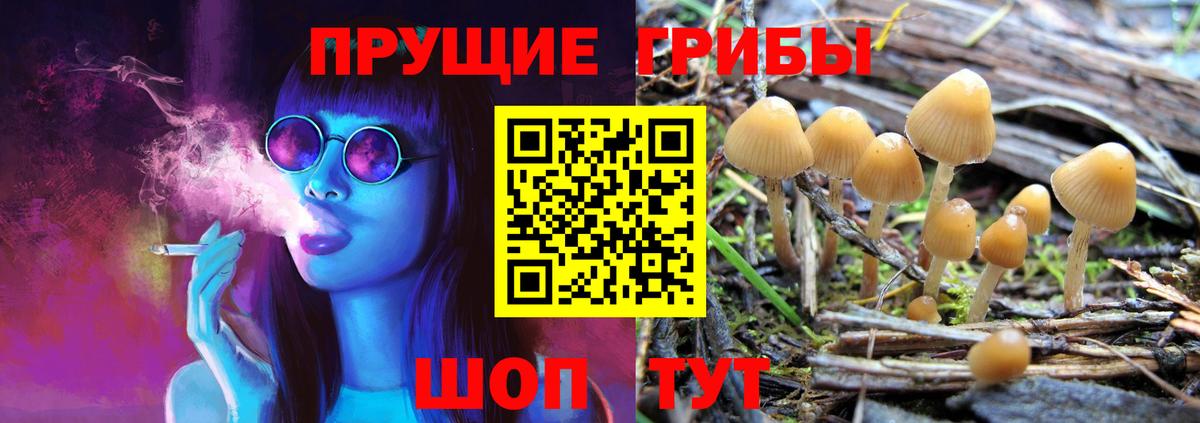 Галлюциногенные грибы Psilocybine cubensis Калининград